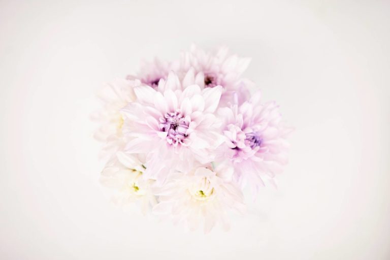 Las Flores De Temporada En Otono